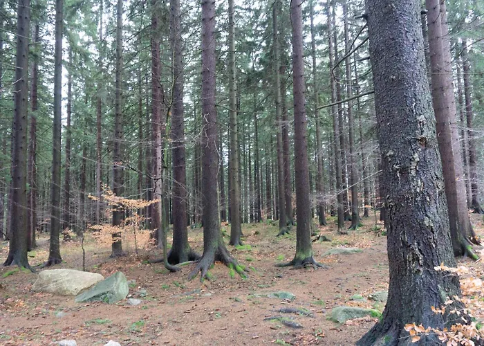 Widok Na Las, Pod Reglami Studio