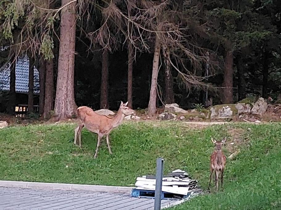 Widok Na Las, Pod Reglami Schreiberhau