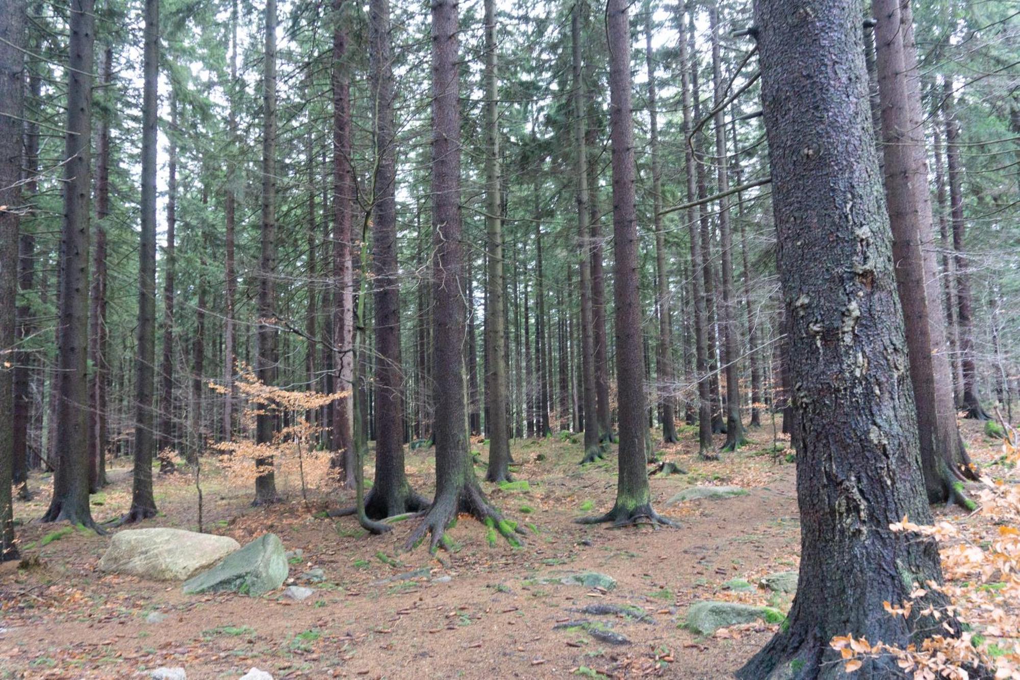 Widok Na Las, Pod Reglami *